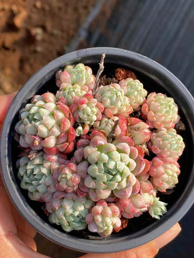 多肉植物 ヨウシキュウ 30株セット 3号鉢 品番AA00036