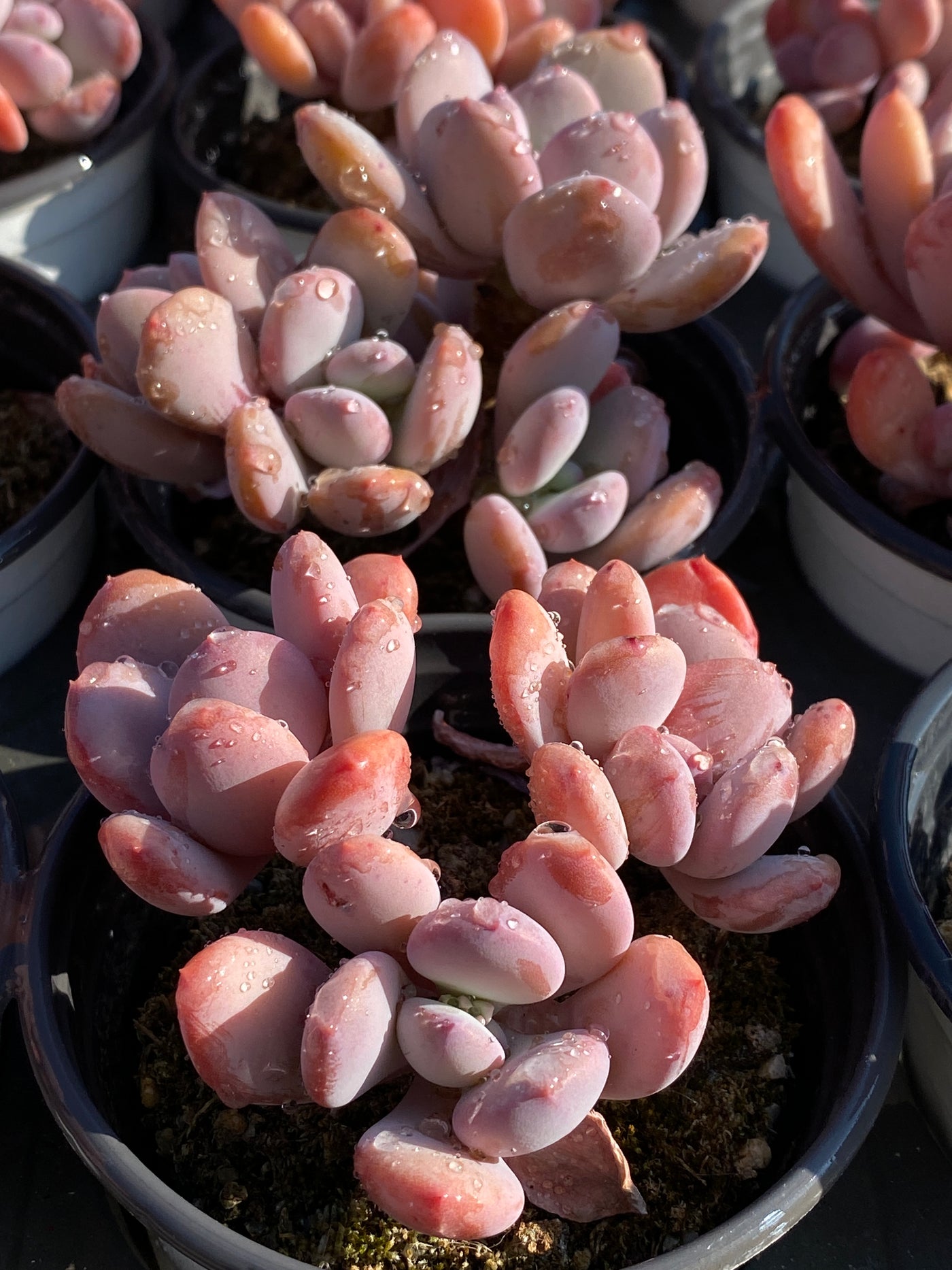 TH608     多肉植物     （40株）セット