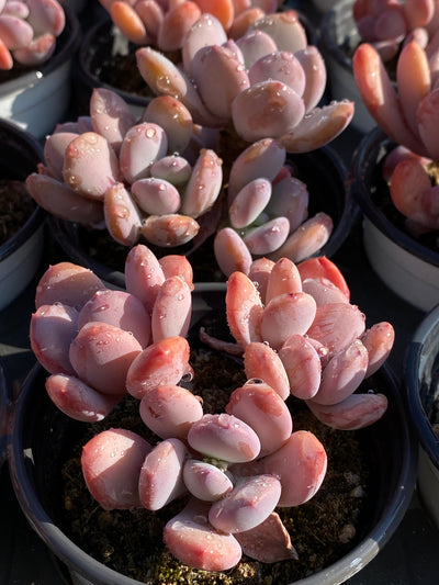 TH608     多肉植物     （40株）セット
