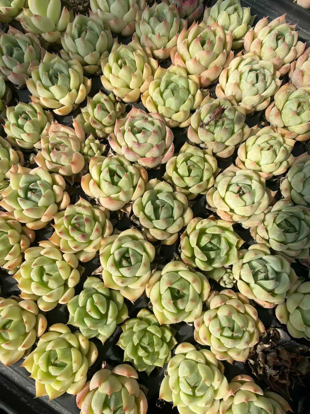 多肉植物 23k178 128株セット 品番AB0124