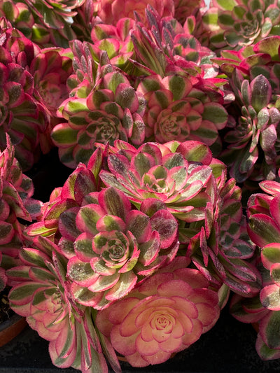 TH690     多肉植物   ピンクウィッチ錦  （12株）セット