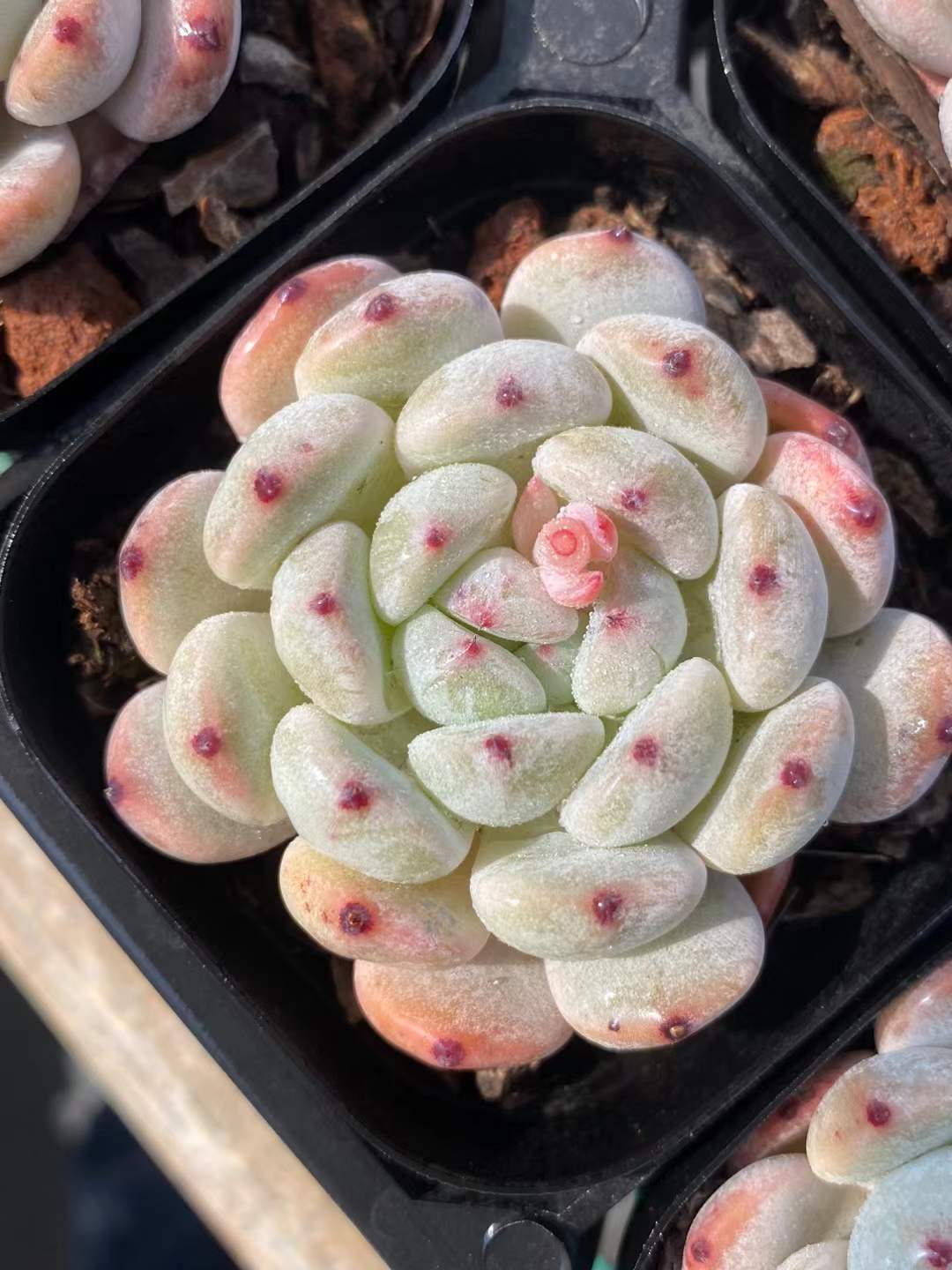 TH670     多肉植物     （30株）セット