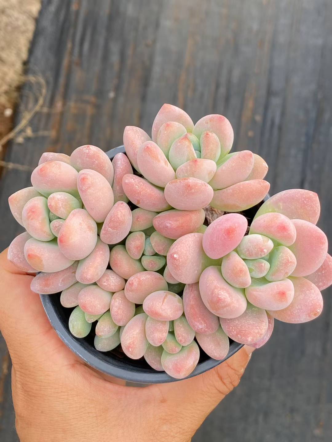 多肉植物 ルオシェン 18株セット 3号鉢 品番AA00081