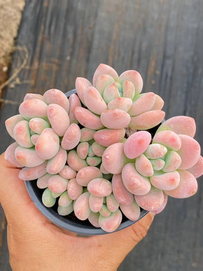 多肉植物 ルオシェン 18株セット 3号鉢 品番AA00081