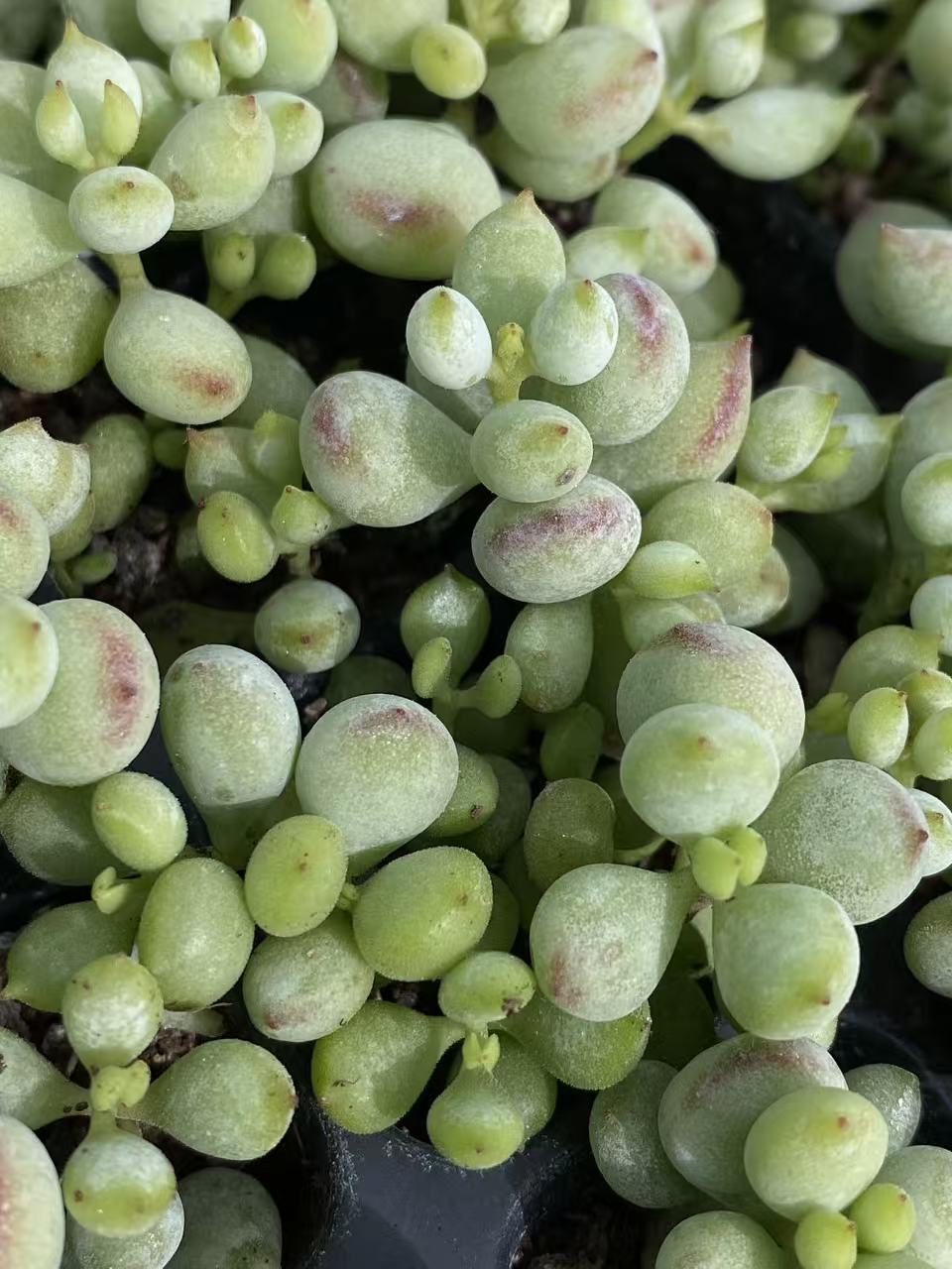 多肉植物 ダルマ 105株セット 品番AB0095