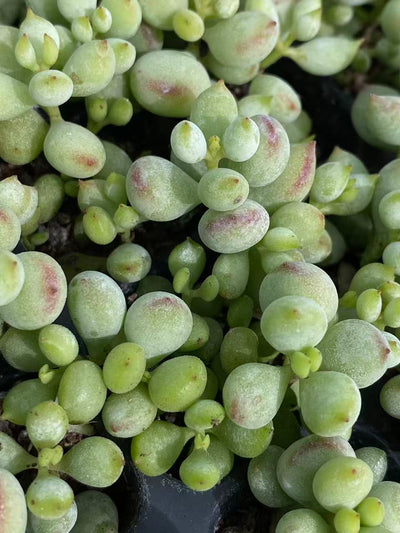 多肉植物 ダルマ 105株セット 品番AB0095