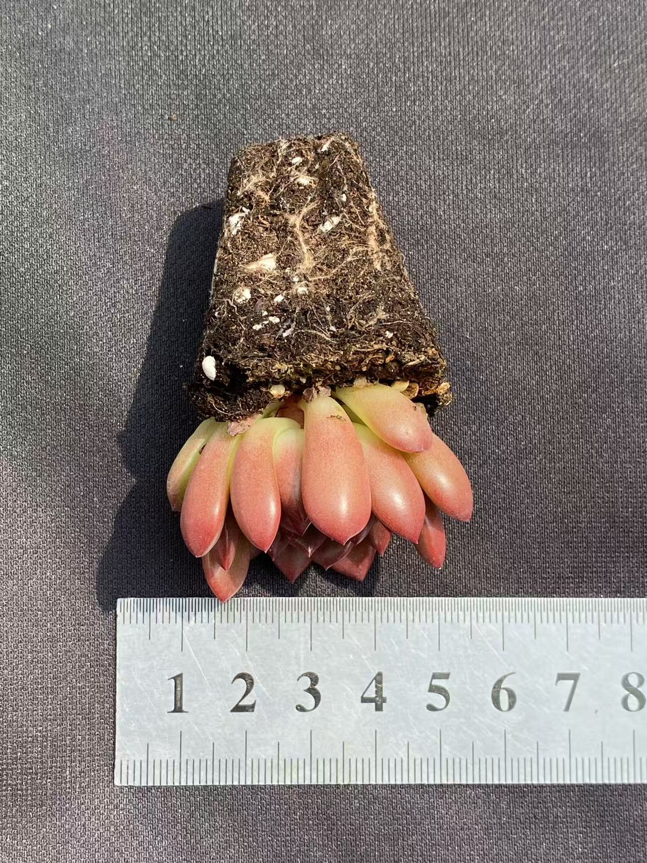 多肉植物 コウコウセキ 72株セット 品番AB0083