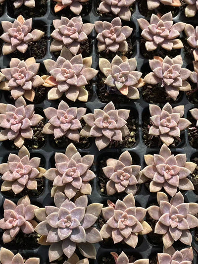 多肉植物 アレンペイ 72株セット 品番AB0103