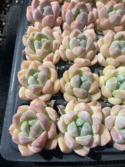 多肉植物 k3 105株セット 品番AB0117