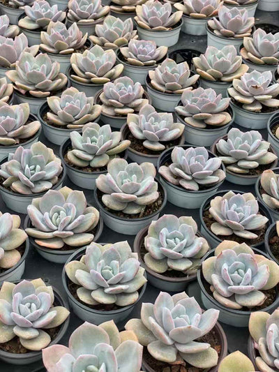 多肉植物 ミルクティー 30株セット 3号鉢 品番AA00030