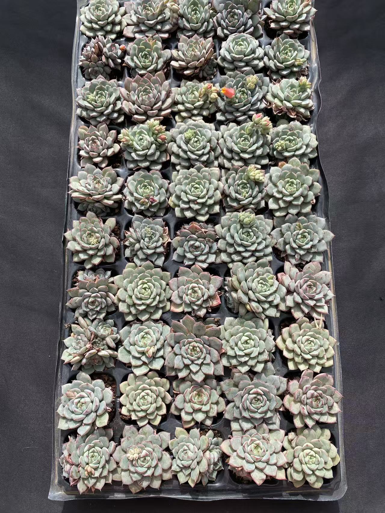 多肉植物 ベンバ 50株セット 品番AB0098