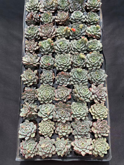 多肉植物 ベンバ 50株セット 品番AB0098