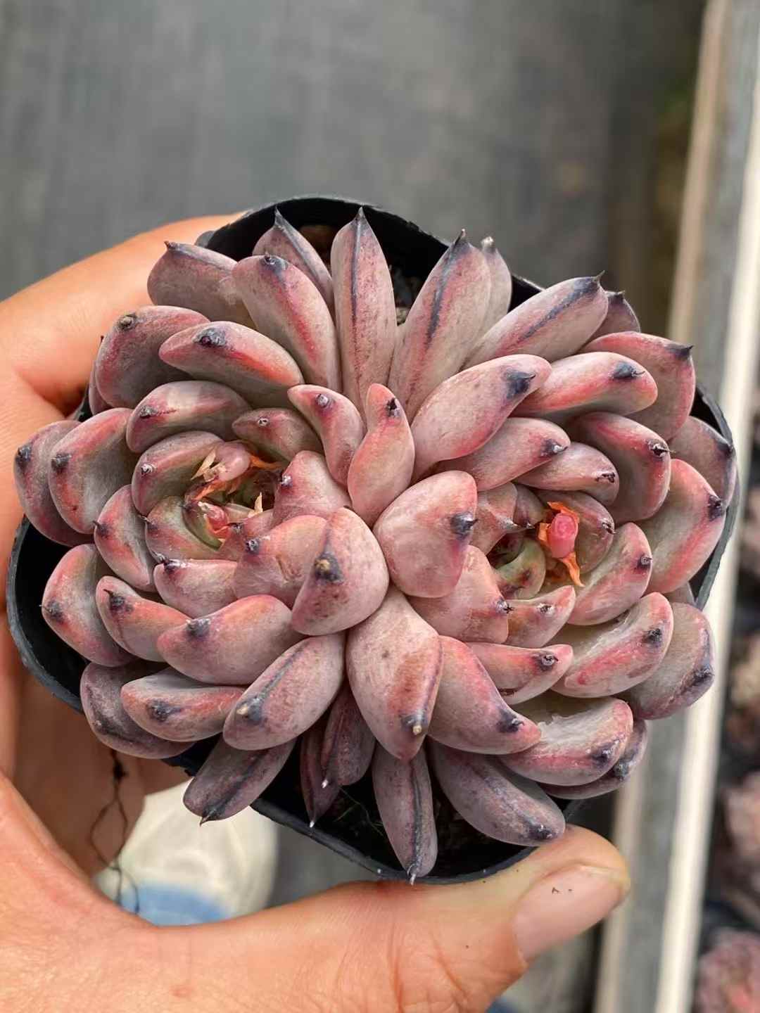 多肉植物 スターライトジェニー 30株セット 3号鉢 品番AA00027