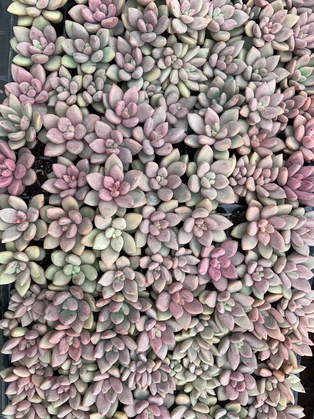 多肉植物 トウカゲン 105株セット 品番AB0223