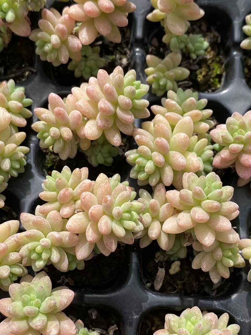 多肉植物 ジェニー 128株セット 品番AB0099