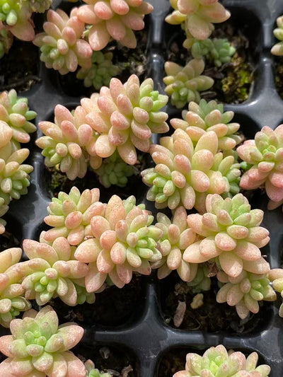 多肉植物 ジェニー 128株セット 品番AB0099