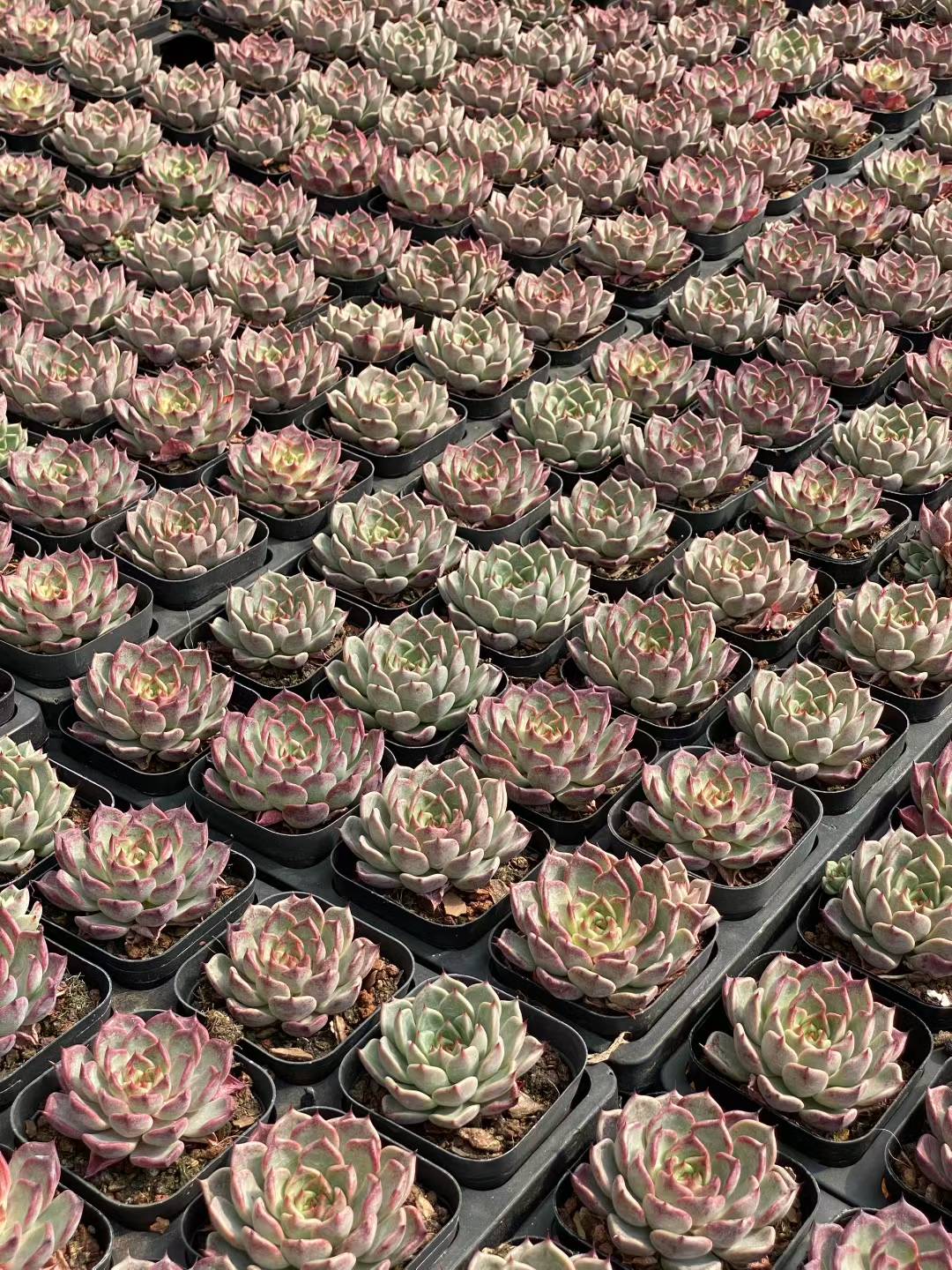 多肉植物 ブラックナイト 50株セット 2.5号鉢 品番AA00059