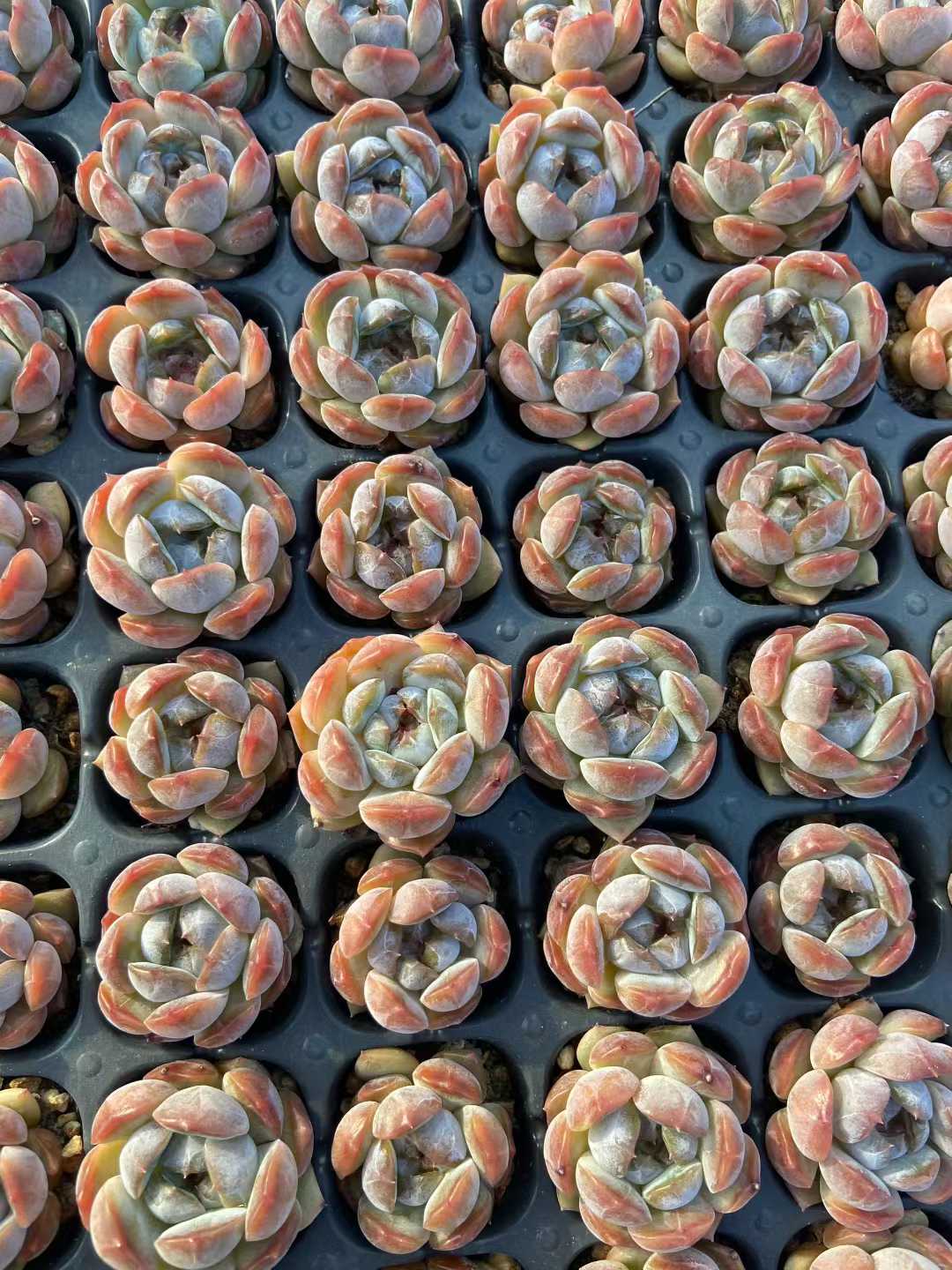 多肉植物 アカイコイビト 105株セット 品番AB0108