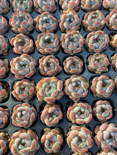 多肉植物 アカイコイビト 105株セット 品番AB0108