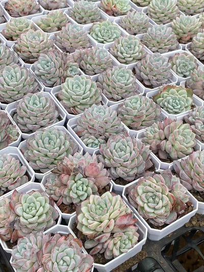 多肉植物 ヴィト 50株セット 2.5号鉢 品番AA00019