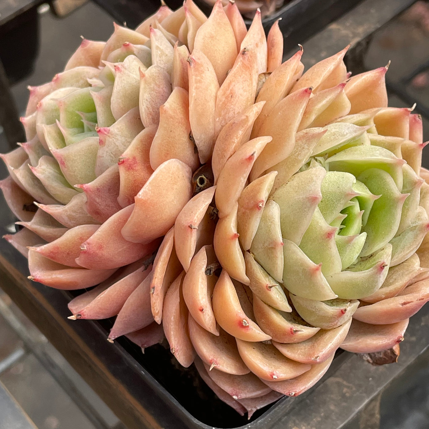 TH510     多肉植物   オウンスロー  （35株）セット