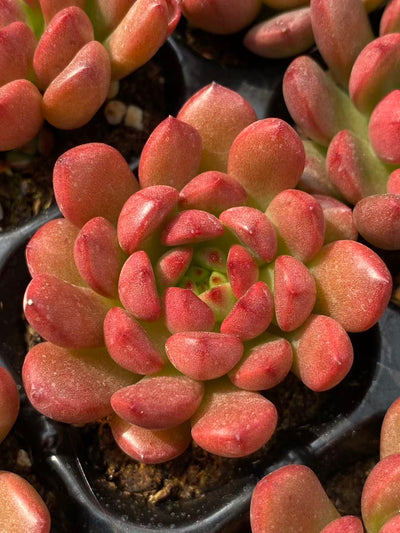 多肉植物 コウコウセキ 72株セット 品番AB0083
