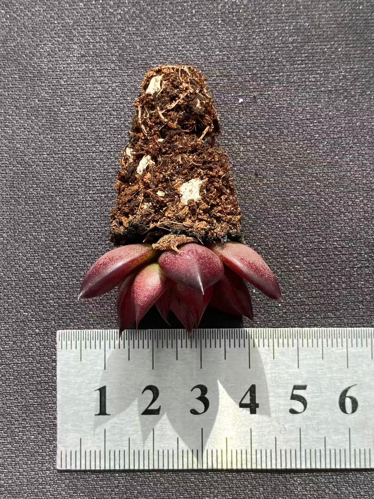 多肉植物 ロビン 128株セット 品番AB0090