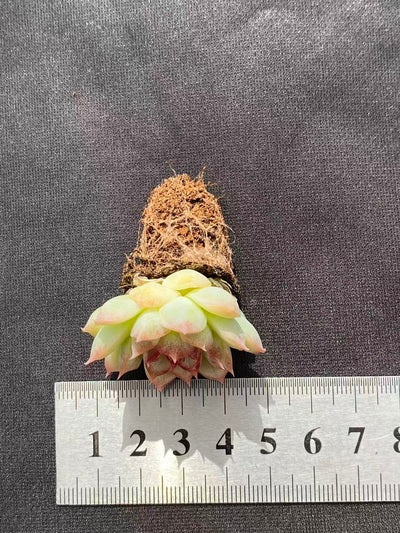 多肉植物 トウクン 128株セット 品番AB0088
