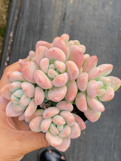 多肉植物 ルオシェン 18株セット 3号鉢 品番AA00081