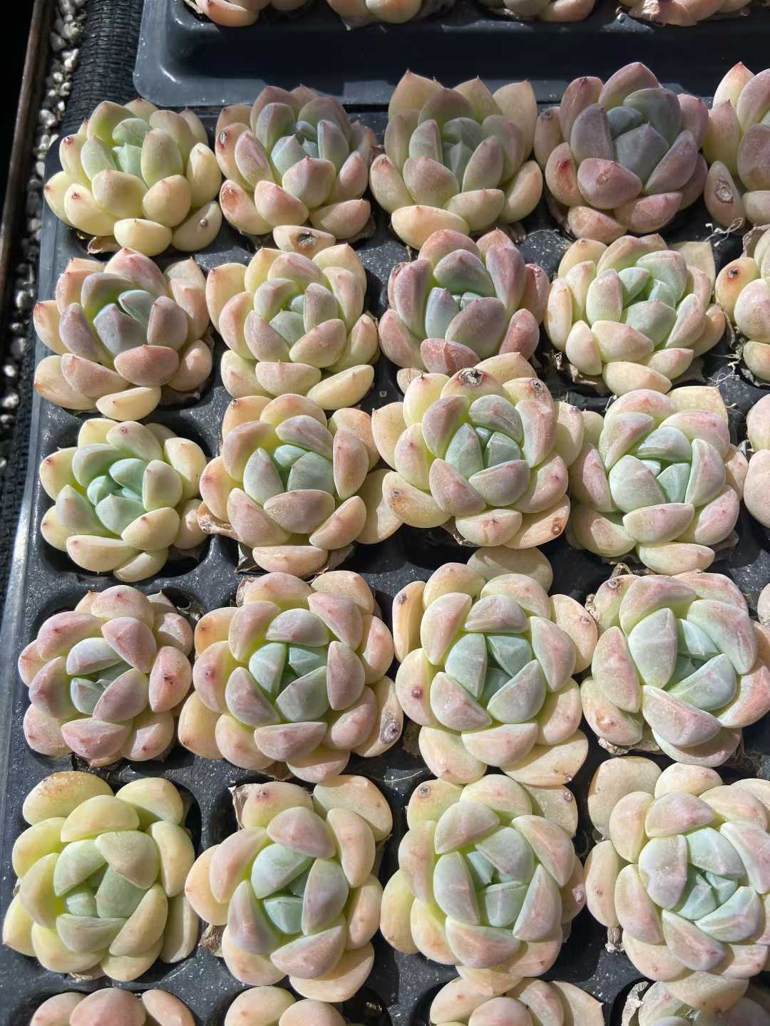 多肉植物 k3 105株セット 品番AB0117