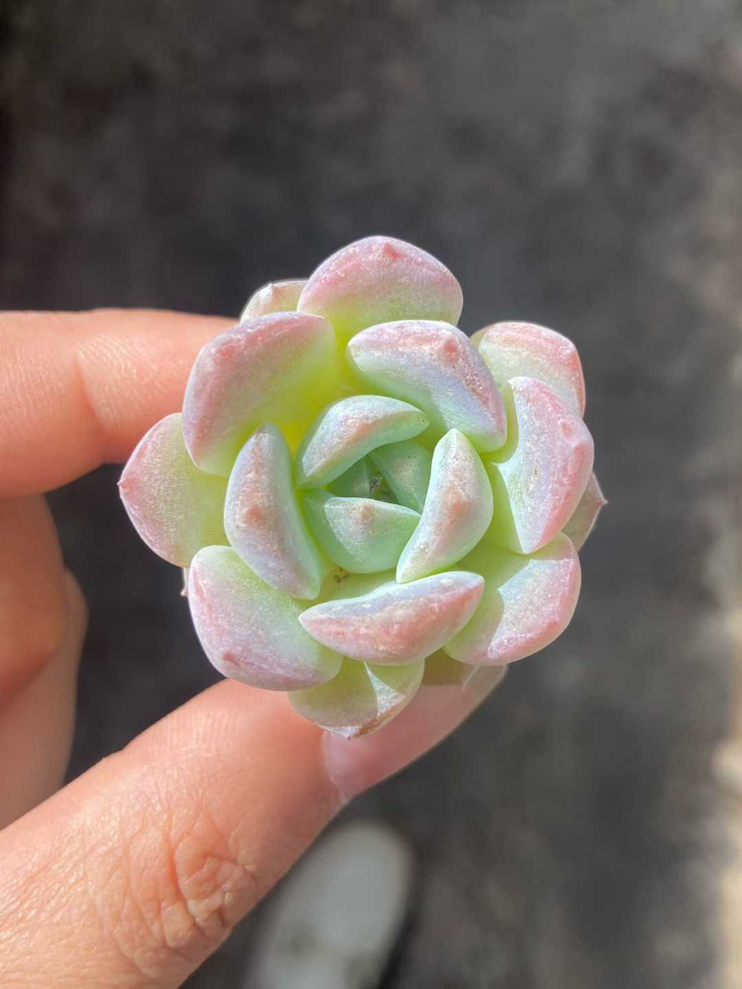 多肉植物 23k25 105株セット 品番AB0113