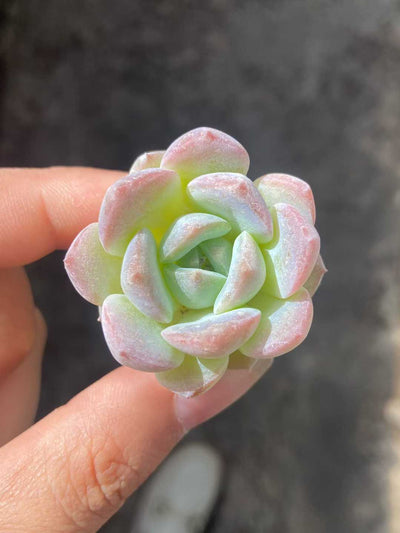 多肉植物 23k25 105株セット 品番AB0113