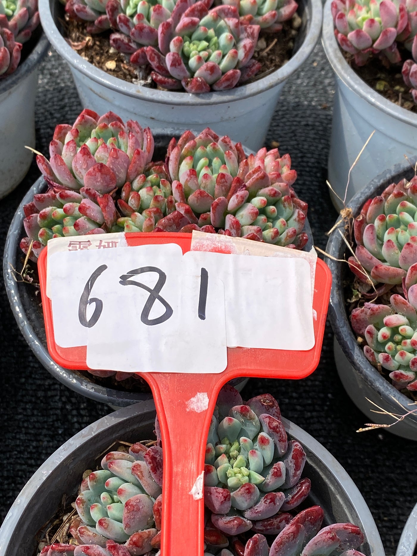 TH681     多肉植物     （15株）セット