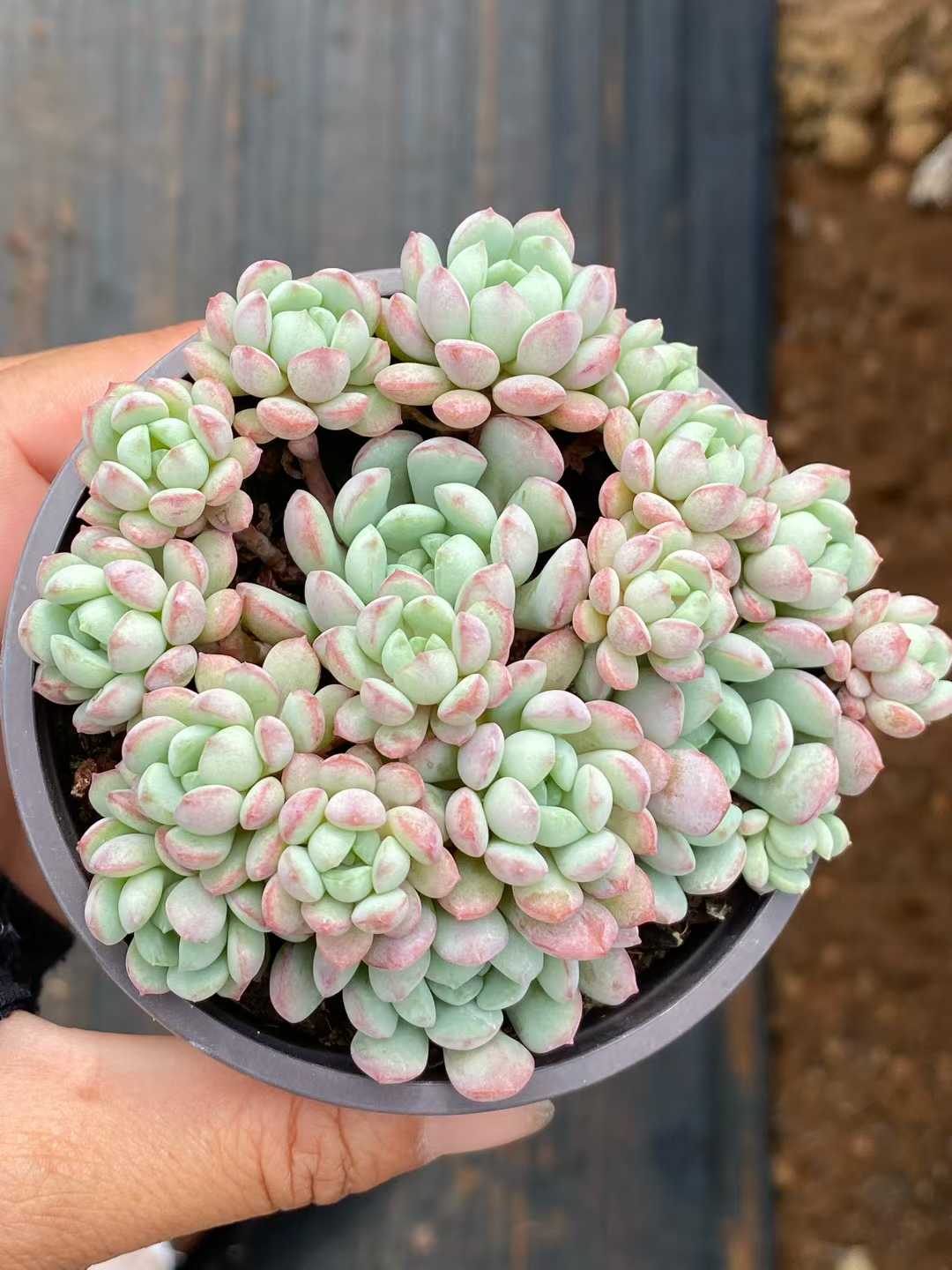 多肉植物 レッドエッグ 30株セット 3号鉢 品番AA00094