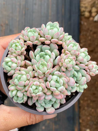 多肉植物 レッドエッグ 30株セット 3号鉢 品番AA00094