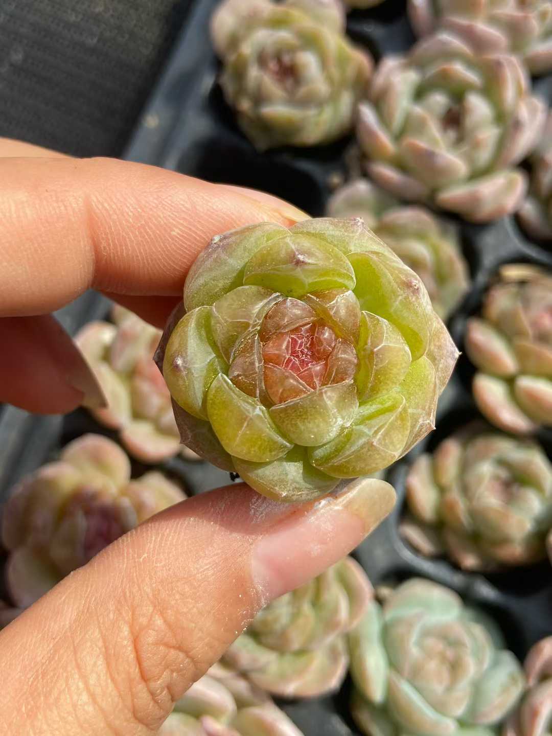 多肉植物 タンシンボボ 128株セット 品番AB0120