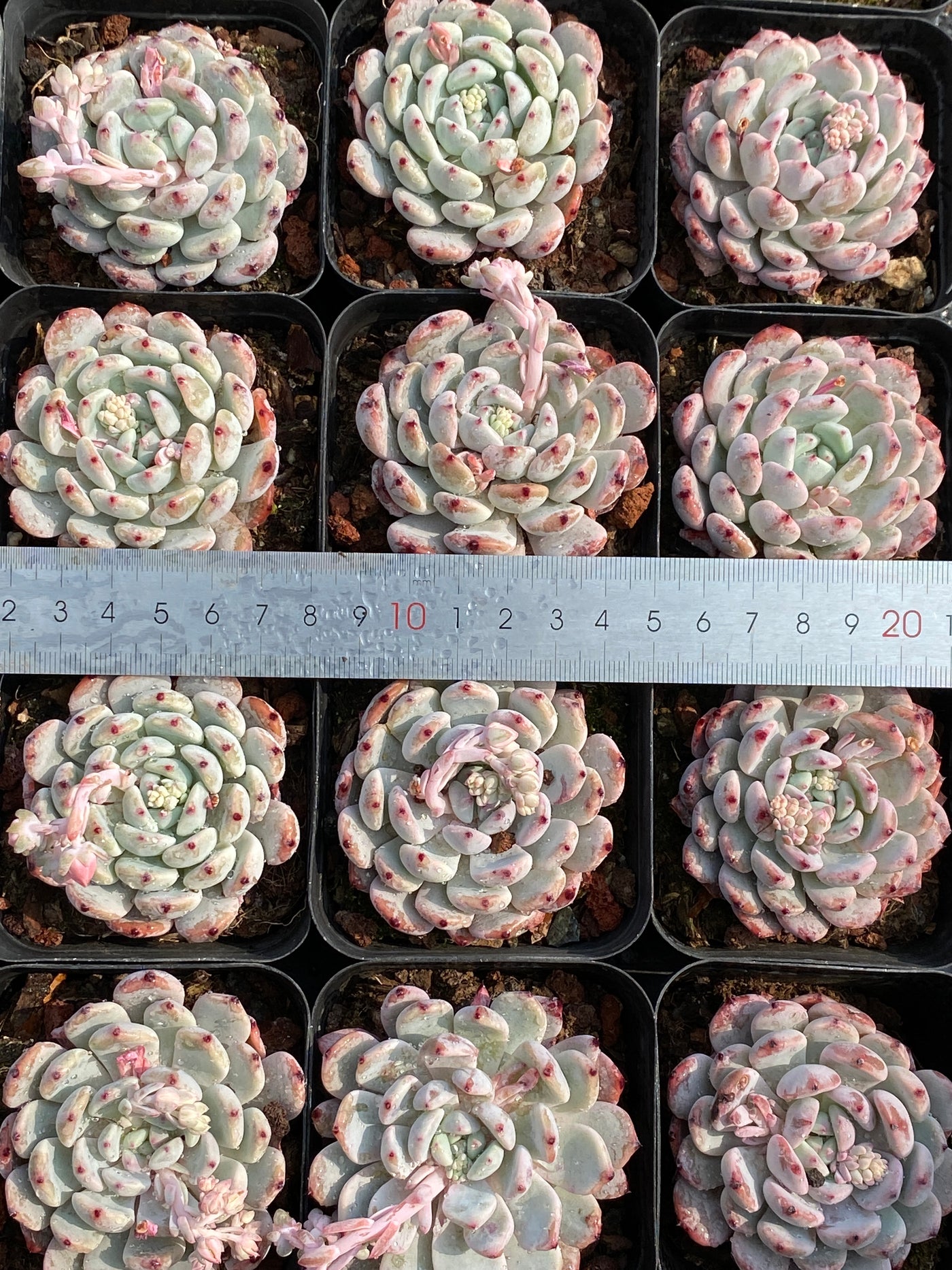 TH670     多肉植物     （30株）セット