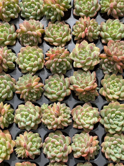 多肉植物 ムーヤオ 128株セット 品番AB0086