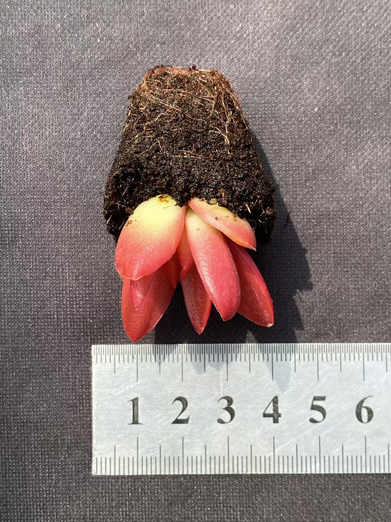 多肉植物 ヒマツリ 72株セット 品番AB0076
