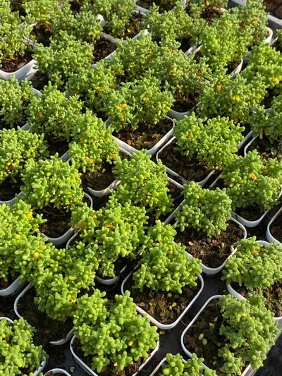 多肉植物 シュガー 50株セット 2号鉢 品番AA00001