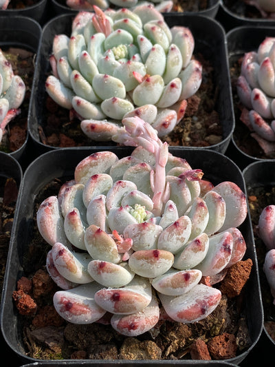 TH670     多肉植物     （30株）セット
