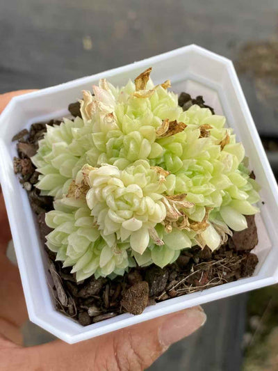 多肉植物 スノーアナベル 50株セット 2.5号鉢 品番AA00024