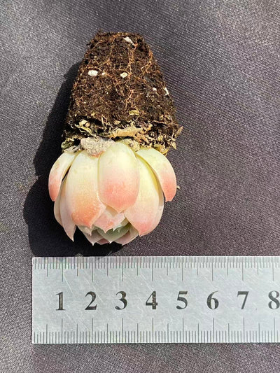 多肉植物 ベリー 72株セット 品番AB0081