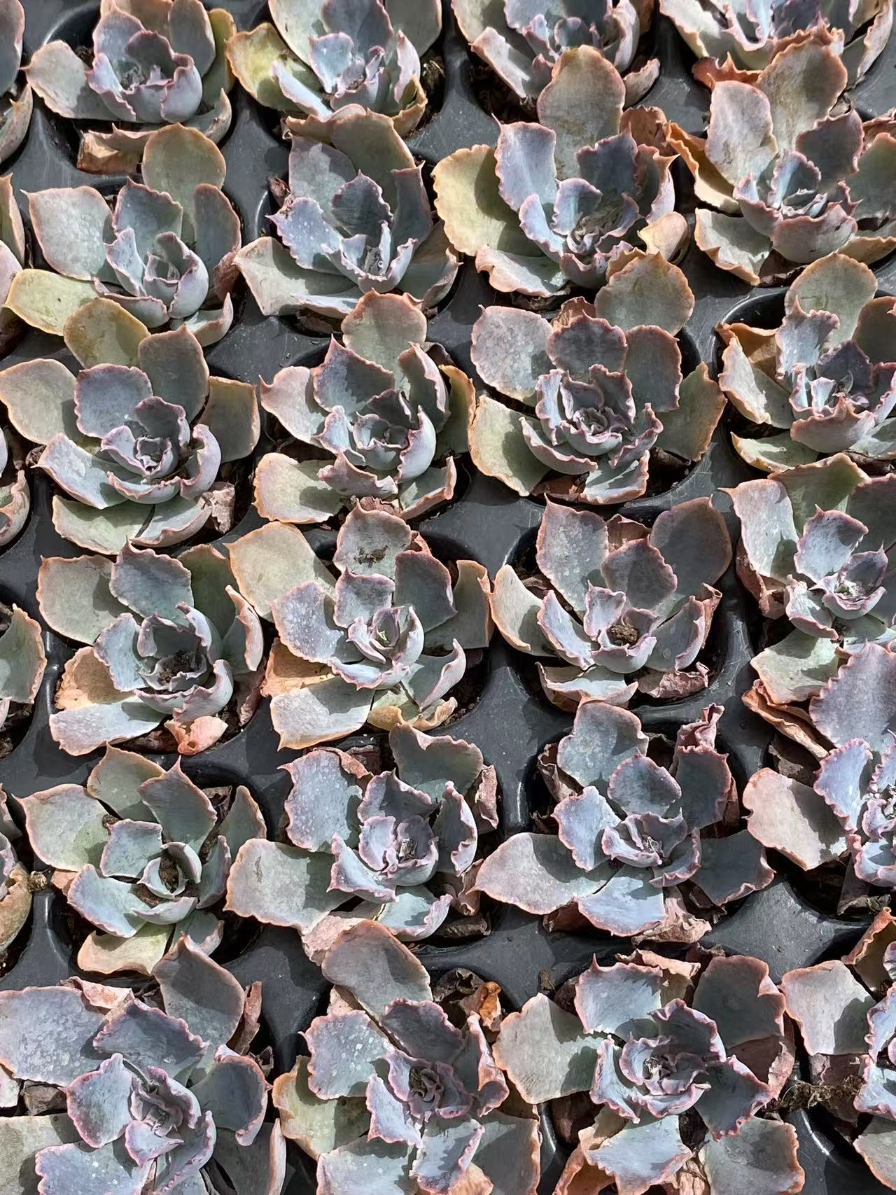 多肉植物 バンブ 105株セット 品番AB0094