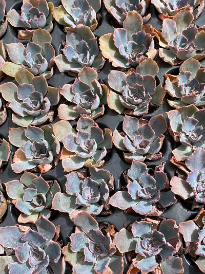 多肉植物 バンブ 105株セット 品番AB0094