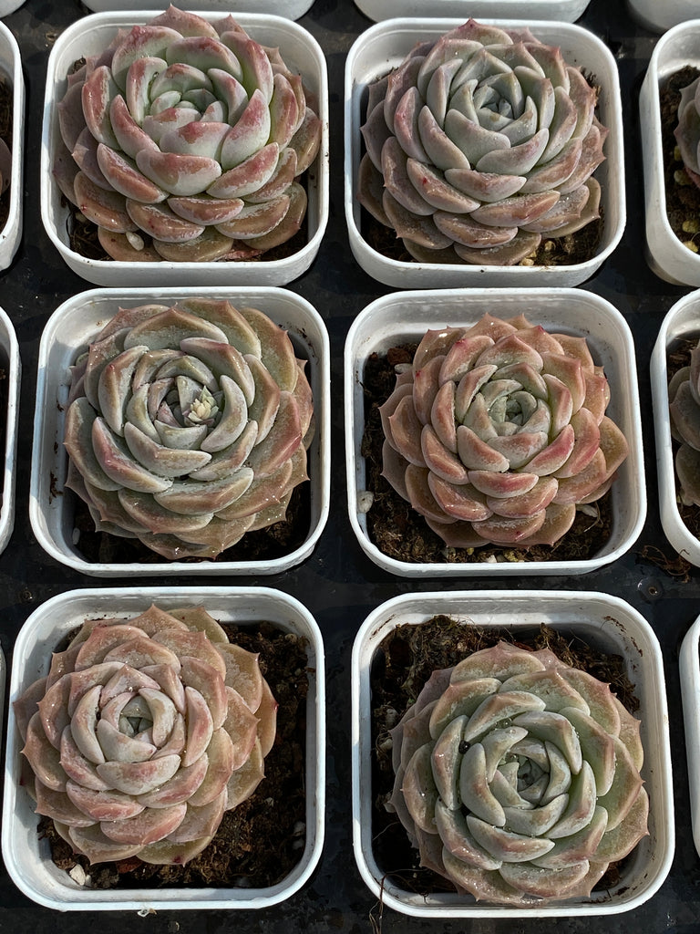 TH694 多肉植物 （30株）セット – 花のパッセージ
