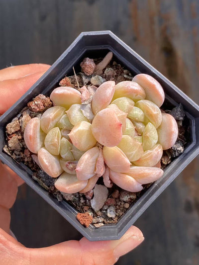 多肉植物 ホワイトラバー 24株セット 2.5号鉢 品番AA00069