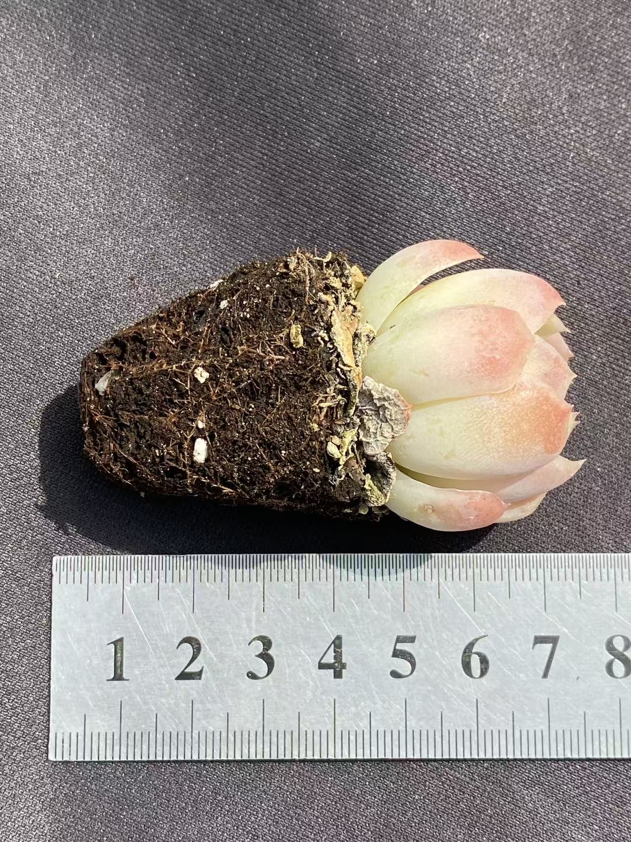 多肉植物 ベリー 72株セット 品番AB0081