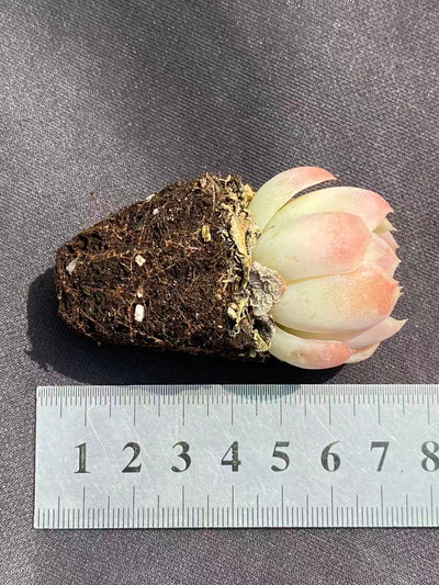 多肉植物 ベリー 72株セット 品番AB0081