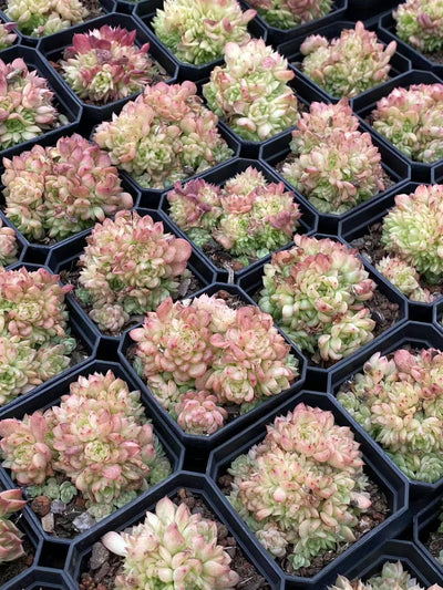 多肉植物 バクカン・グンセイ 24株セット 2.5号鉢 品番AA00068